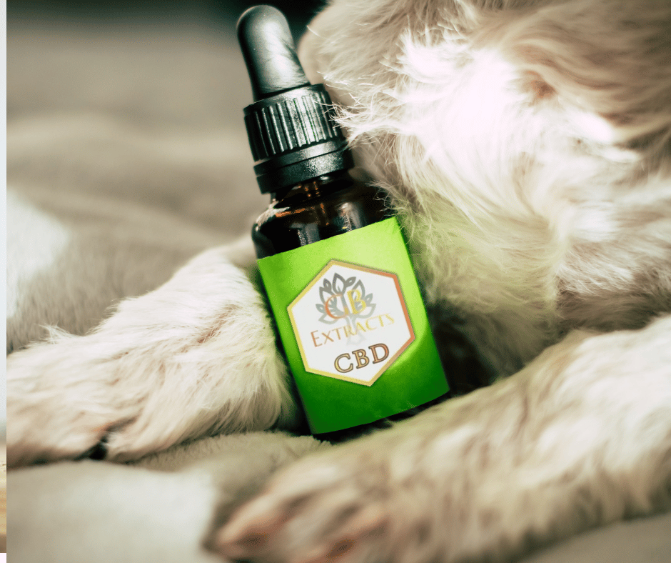 Can I Find CBD Products for Pets in Orange County